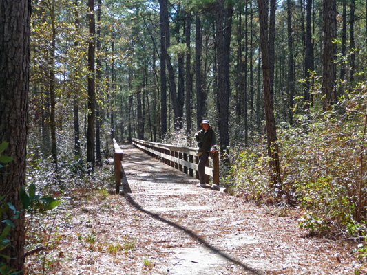 Walter Cooke boardwalk Sundew Trail Big Thicket