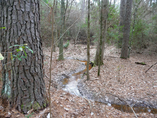 Winding waterway Slough Trail