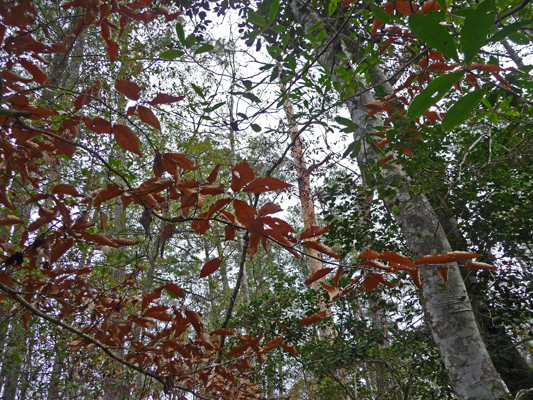 American Beech leaves