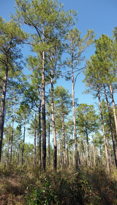 Long Leaved Pines