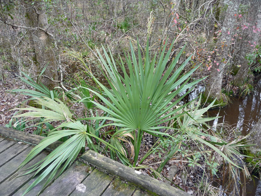 Palmetto Slough Trail Martin Dies SP