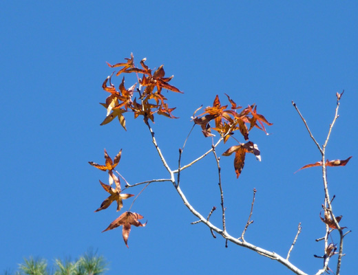 Liquidambar tree leaves