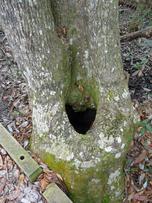 Heart shaped tree cavity
