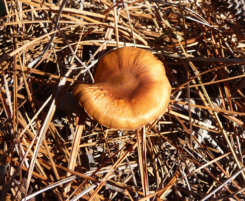 Mushroom in pine needles