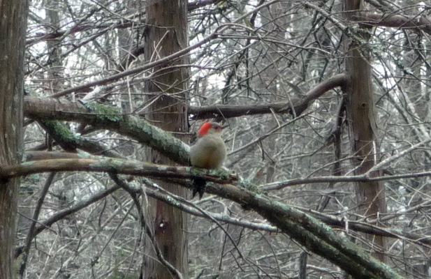 Red-bellied woodpecker