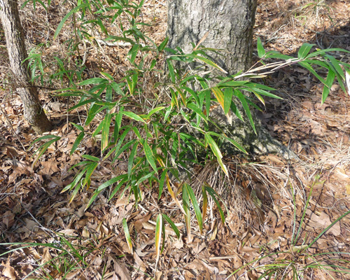 River Cane (Arundinaria gigantea)