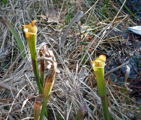 Pitcher Plant Sundew Trail Big Thicket