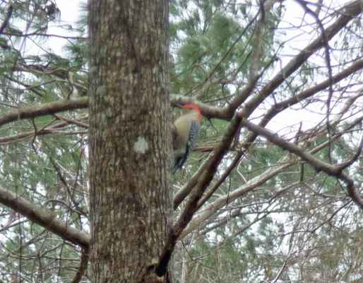 Red-bellied woodpecker