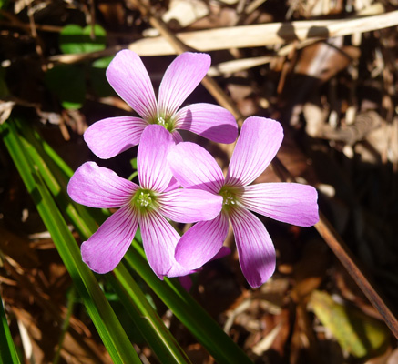 Drummond’s Wood-Sorrel (Oxalis drummondii)