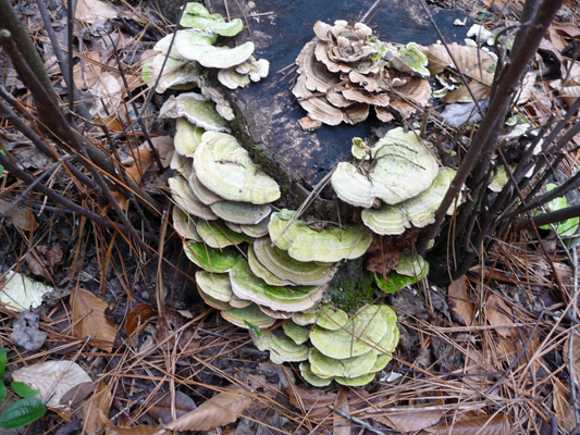 Tree fungus