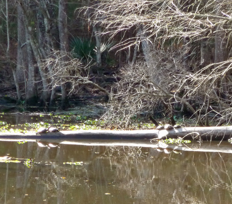 5 turtles on a log