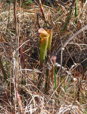 Pitcher Plant Sundew Trail Big Thicket