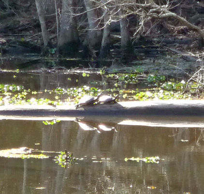 2 turtles on a log