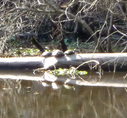 3 turtles on a log