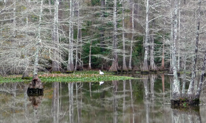 Egret in Cypress Swamp