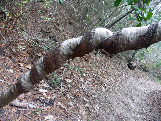 Young tree twisted by vine