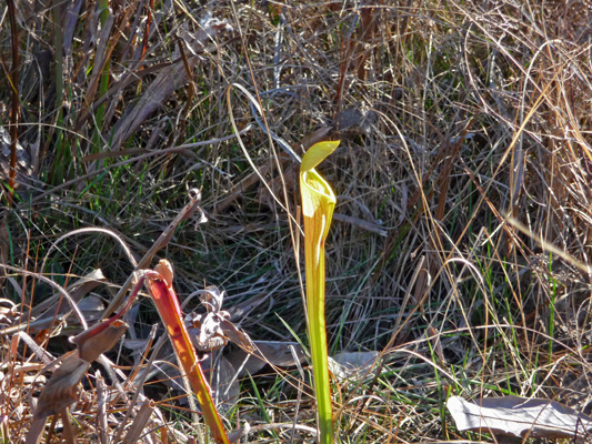 Pitcher Plant on Pitcher Plant Trail