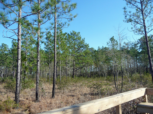 Savana at Pitcher Plant Trail Big Thicket