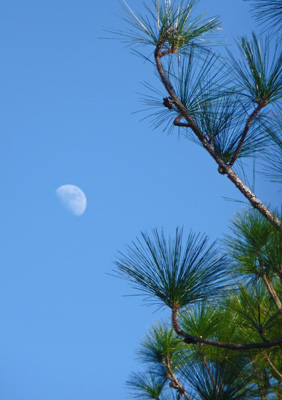 Partial moon and pine boughs