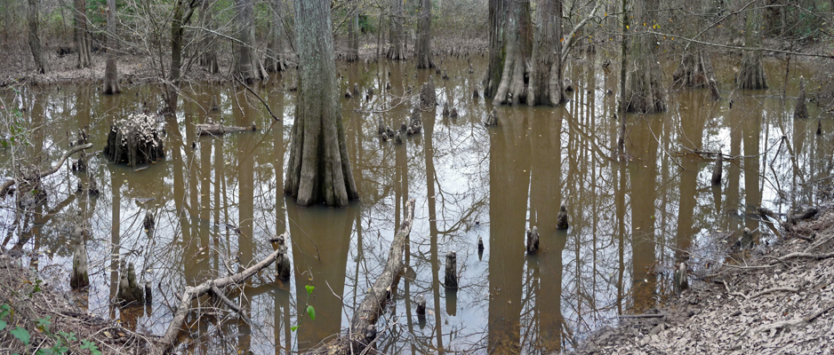 Bald Cypress swamp