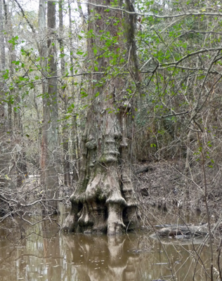 Bald Cypress with knees