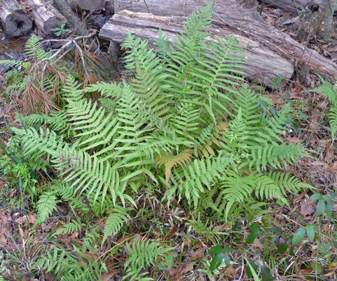 Christmas Ferns