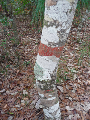 Lichens Kirby Nature Trail Big Thicket