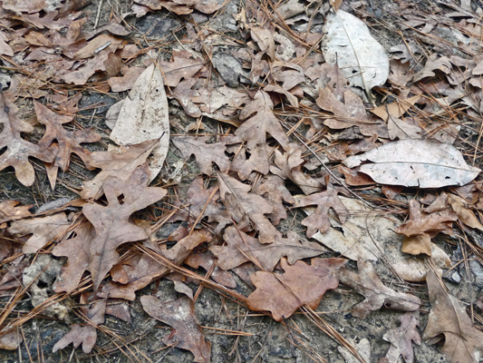 Leaf litter Big Thicket