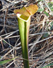 Pitcher Plant