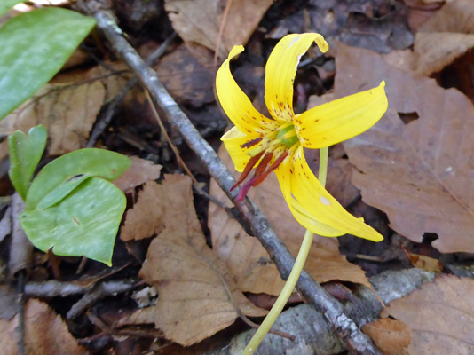 Trout Lilies (Erythronium americanum)