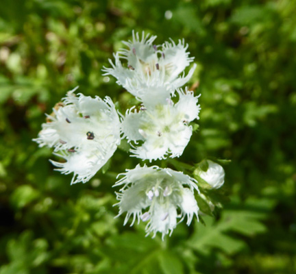 Blue Ridge Phacelia (Phacelia fimbriata)