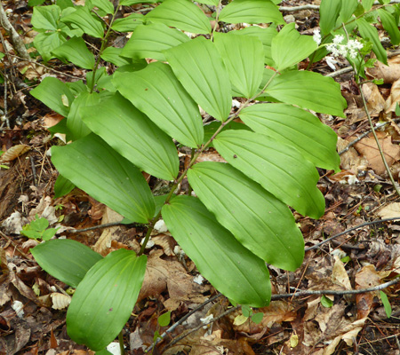 False Solomon’s Seal (Smilacina racemosa)