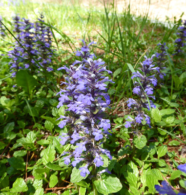 Meehan's Mint (Meehania cordata)