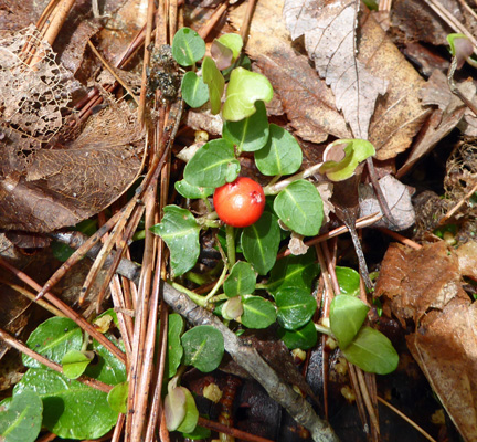 partridgeberry (Mitchella repens)