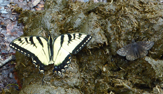Two butterflies on horse manure