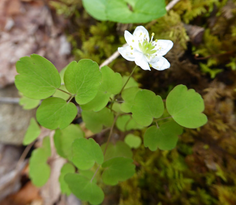 Unknown white flower