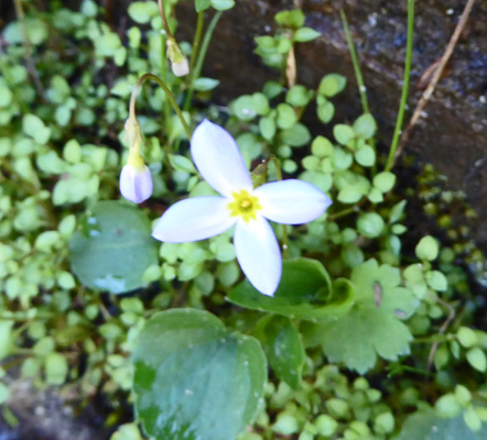 Bluets (Houstonia caerulea)