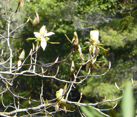 Umbrella magnolia