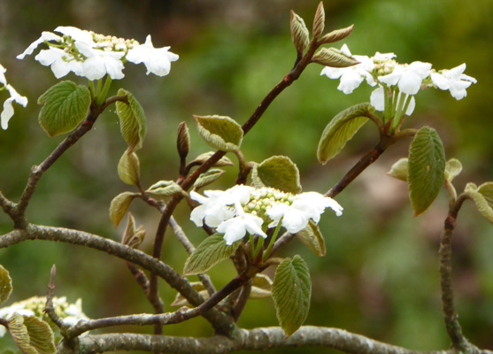 Viburnum lantanoides