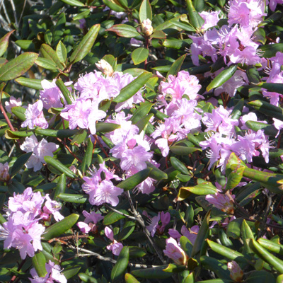 Rhododendron carolinianum