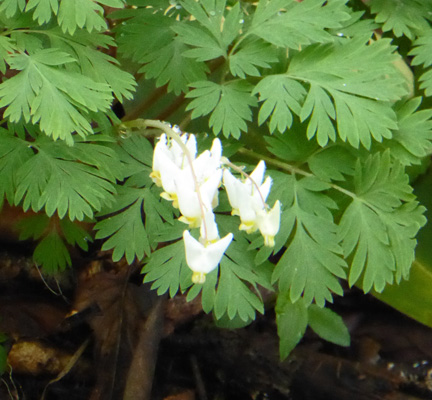 Dutchman’s Breeches (Dicentra cucullaria)