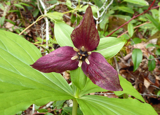 Purple Trillium (Trillium erectum)