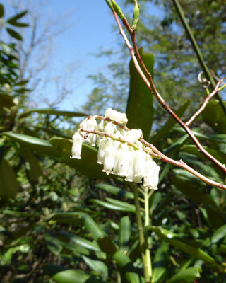 Redtwig Doghobble (Eubotrys recurva)