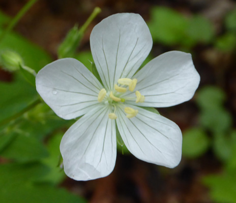 white Wild Geranium (Geranium maculatum)