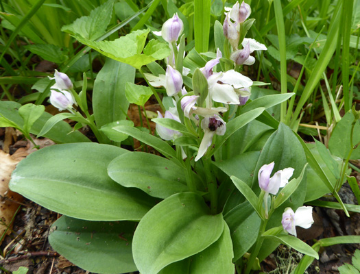 Showy Orchis (Galearis spectabilis)