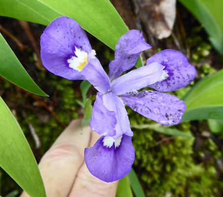 Dwarf Crested Iris (Iris cristata)