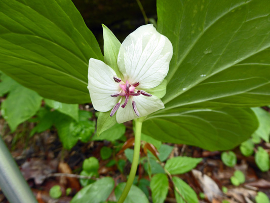 Nodding Trillium (Trillium cernuum)