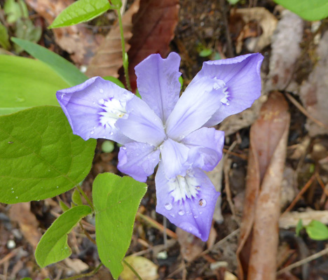 Dwarf Crested Irises (Iris cristata)