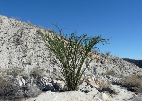 Ocotillo in full leaf Torote Canyon Anza Borrego