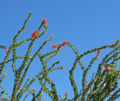 Ocotillo blossoms